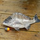 스타바다좌대낚시터 이미지