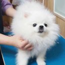 아담스펫살롱 이미지