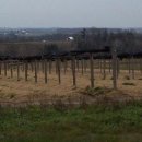 고려산삼 이미지