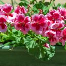 화순농장 이미지