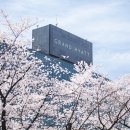 그랜드꽃