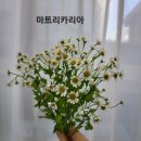 블라썸플라워