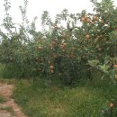 전일농장 이미지