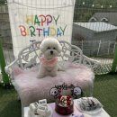 에떼르넬 슈슈 이미지