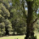 피츠로이가든 이미지