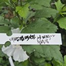9윌2일 대반겹백단심 다화성(100송이)백단심 수양백단심 모본 향기백단심26WR92 (25년교배향기백단심 선발26년도9윌2일) 이미지