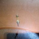 큰함지박 이미지