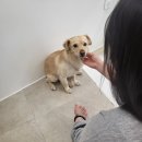 디그루밍 이미지