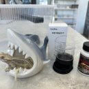 골든햄스터 분양 탬펫 충남아산점 이미지