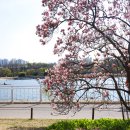 4/18(금) 미사리 조정경기장 자목련꽃 포토트레킹 아베수 이미지