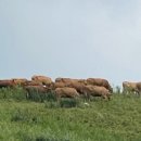 연일목장 이미지