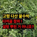 호촌2리마을회관 | 🍯 고령 다산 꿀수박 &amp; 다끼골 참외 ! 설탕 뿌린 거 아니죠?