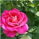 장미의 이름 / 움베르토 에코