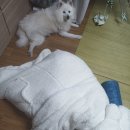 미화이불집 네이버블로그