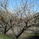 고흥봉황정 이미지