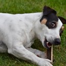 화서동물병원 이미지