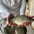 고잔낚시터 | 화성 고잔낚시터 방갈로 좌대 내돈내산 후기(24년06월방문)