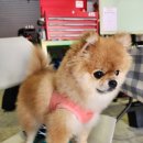 내구 | 태백스피드웨이 국내최초 10H 내구레이스 후기