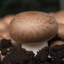 양송이 카카오 검색결과