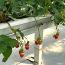 명심농장 | 제주 애월 네살아기랑 딸기체험 후기 🍓 비오는날 가능한 실내 농장체험 제주별딸기