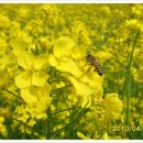 해맞이동산 이미지