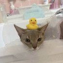 제일 그루밍샵 | 부산 고양이 호텔링 방문탁묘 목욕 무마취 미용 전문샵 추천