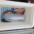 상사리(상) 이미지