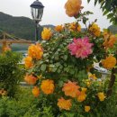 장미커피숍 이미지