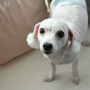 슈가 펫살롱 이미지