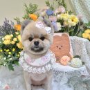 마리애견미용실 이미지