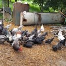 더불어 농장 이미지