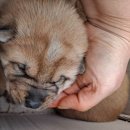 뚱강아지 이미지