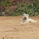 삶으로서의 시 쓰기 이미지