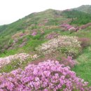 지리산천상화원 이미지