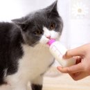 조은애견
