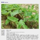 D00137 Daum카페