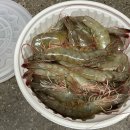 신안 솔섬수산 왕새우 / 싱싱함이 살아있는 생새우회 내돈내산