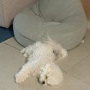 강복 - 의정부시 행복로 48 | [1년 전 오늘] 강복이의 첫 산책 후기, 강아지 산책 시기