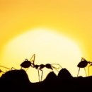 개미통신 이미지