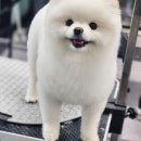 JJ 펫살롱 네이버블로그