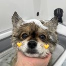 퍼피포피 이미지