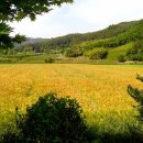 황금들녘 이미지