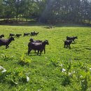 강원흑염소 이미지