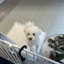 헬로우 그루밍 | 대구 북구 복현동 애견미용 [헬로우그루밍] 믿을 수 있는 강아지 미용