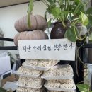 남원추옥 네이버블로그