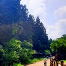 장성 축령산 편백나무 숲 (피톤치드) 이미지