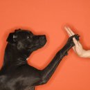 오래오래동물병원 이미지