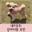 스타일펫츠 | 강아지 옷 추천 : 몽띠에 펫츠랜드 아워스 베니즈 CRR 리리몽드 몽땅 내돈내산