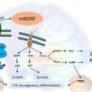Re:스트레스가 BDNF 감소를 일으켜 시냅스 신경가소성 감소 - 우울증 일으키는 기전 이미지