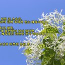 [영상 음악] Passacaglia (거리의 노래)/ Secret Garden &amp; photo by 모모수계 이미지